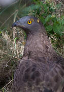 European Honey Buzzard