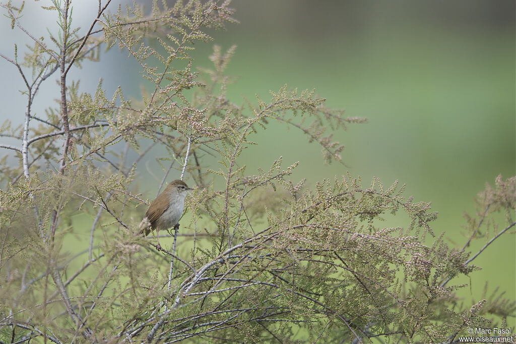 Bouscarle de Cetti mâle adulte, identification