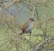 Cetti's Warbler