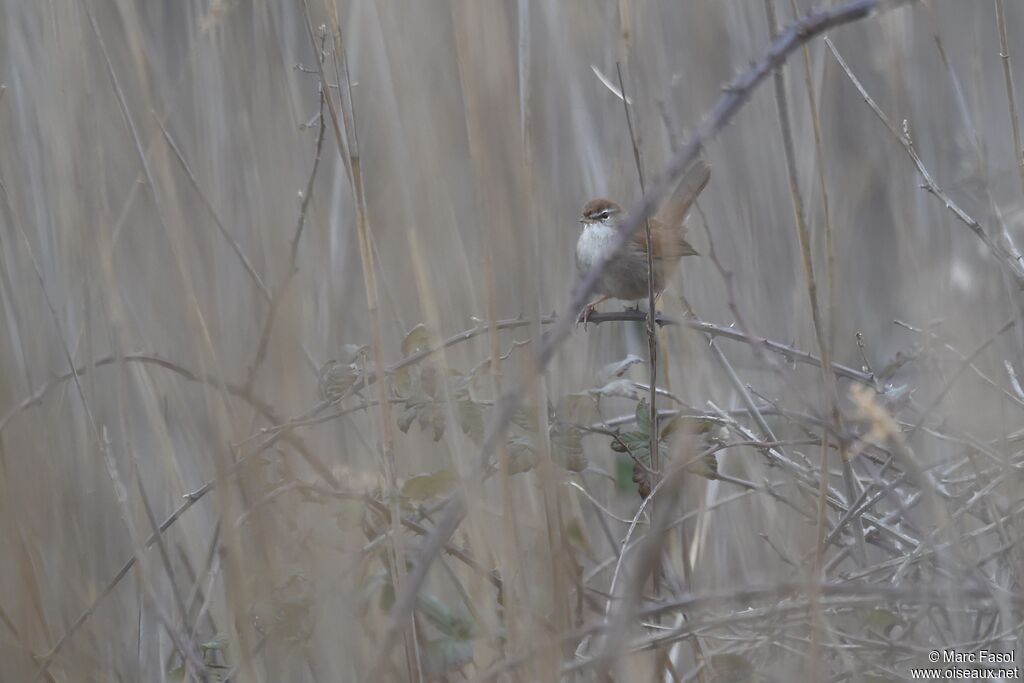 Cetti's Warbleradult breeding, identification