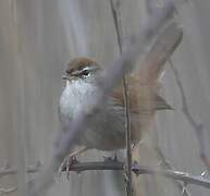 Cetti's Warbler