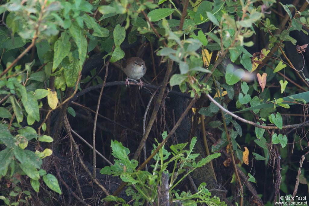 Cetti's Warbler, identification