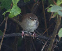 Cetti's Warbler