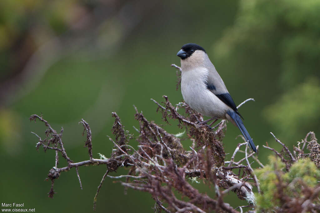 Azores Bullfinch male adult breeding, identification