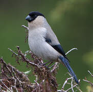 Azores Bullfinch