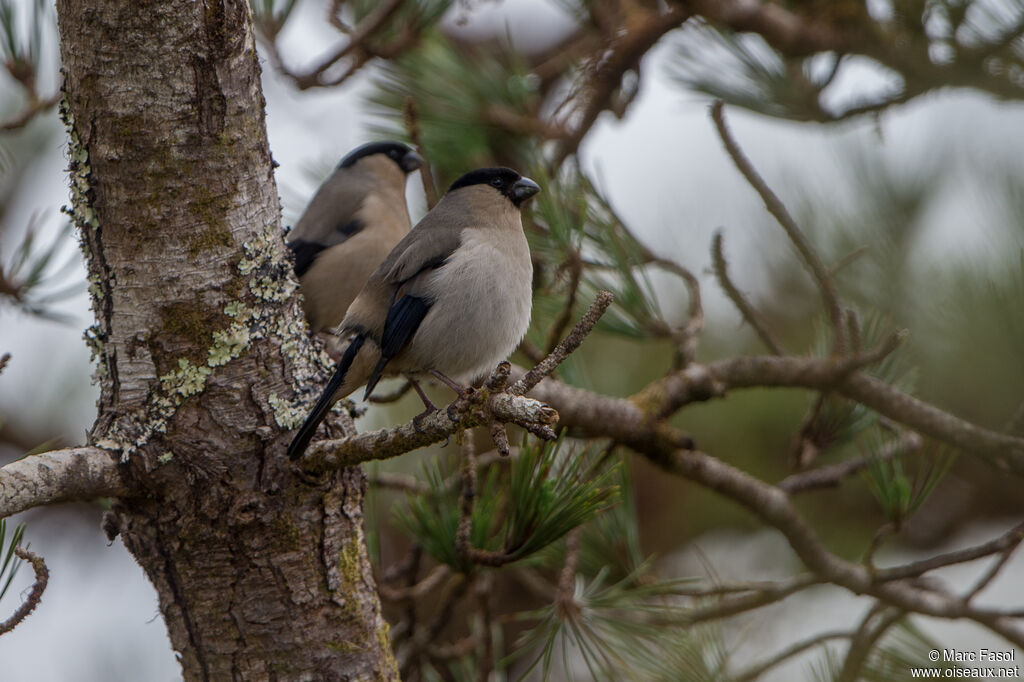 Azores Bullfinchadult, song