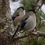 Azores Bullfinch