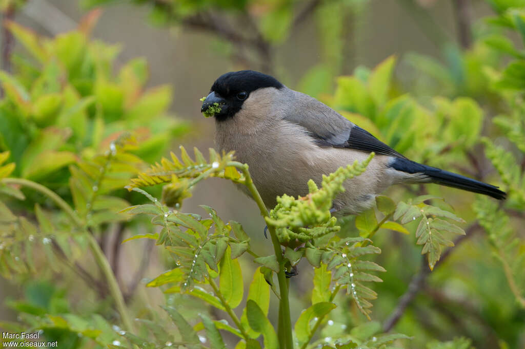 Azores Bullfinch male adult, pigmentation, feeding habits, eats