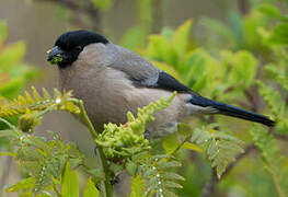 Azores Bullfinch