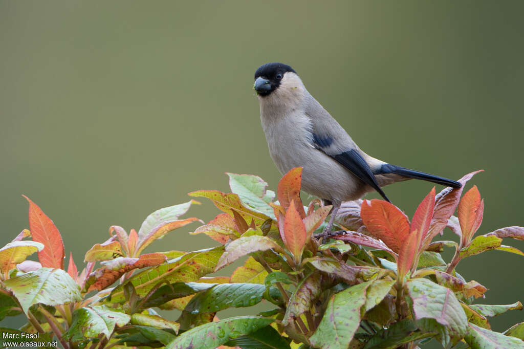 Azores Bullfinch male adult, identification