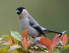 Azores Bullfinch