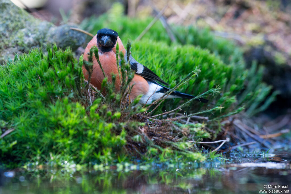 Eurasian Bullfinch male adult