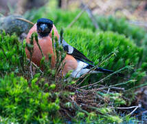 Eurasian Bullfinch