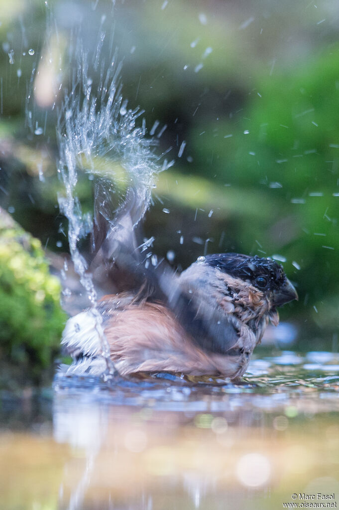 Eurasian Bullfinch female, care