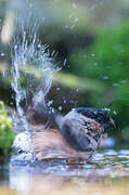 Eurasian Bullfinch