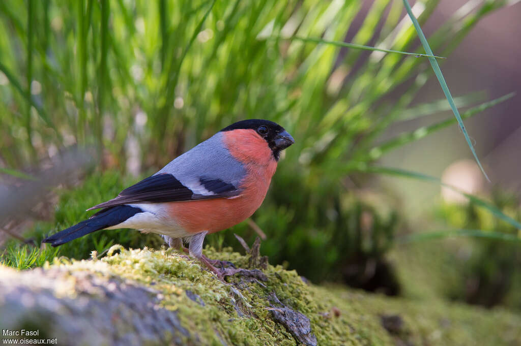 Eurasian Bullfinch male adult breeding, identification