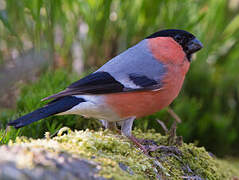 Eurasian Bullfinch