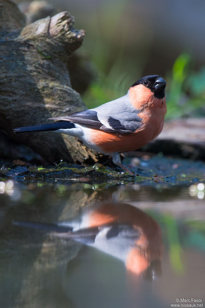 Eurasian Bullfinch male adult, identification