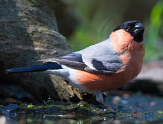 Eurasian Bullfinch