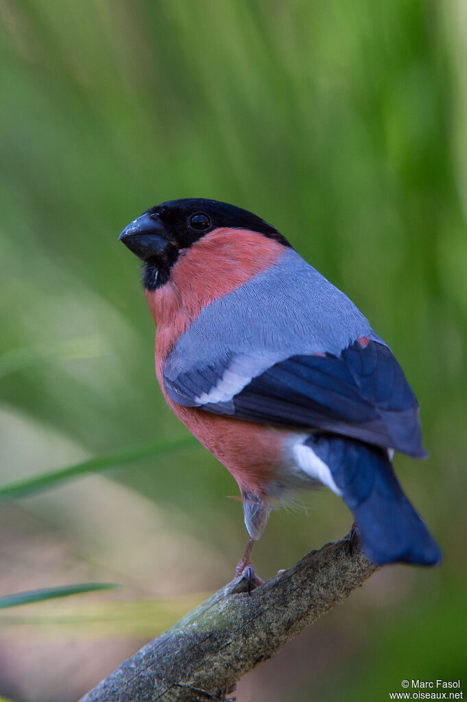 Eurasian Bullfinch male adult breeding, identification