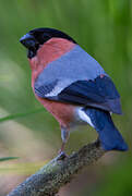 Eurasian Bullfinch