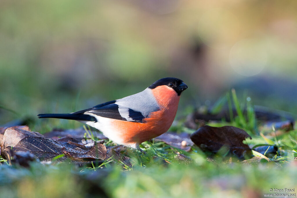 Eurasian Bullfinch male adult post breeding, identification