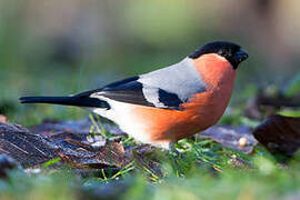 Eurasian Bullfinch