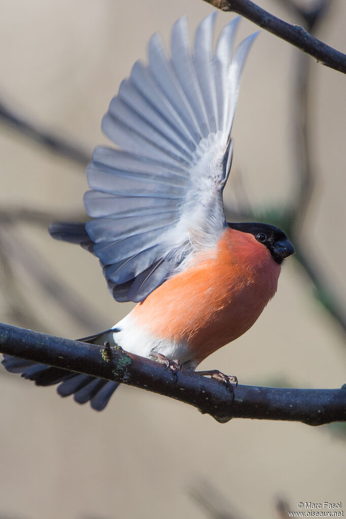 Eurasian Bullfinch male adult, Flight