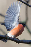 Eurasian Bullfinch