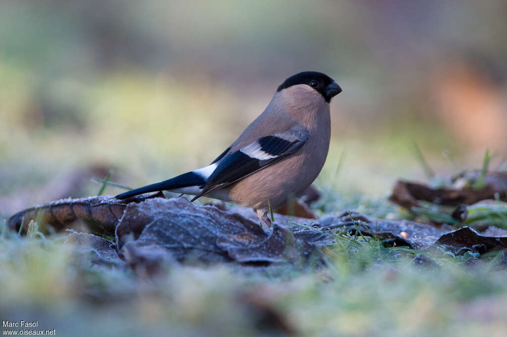 Eurasian Bullfinch female adult, identification