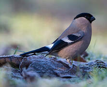 Eurasian Bullfinch