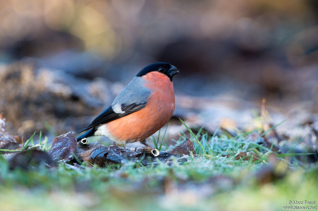 Eurasian Bullfinch male adult, identification