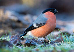 Eurasian Bullfinch