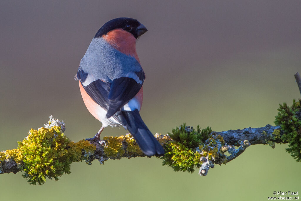 Eurasian Bullfinch male adult, identification