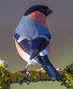 Eurasian Bullfinch