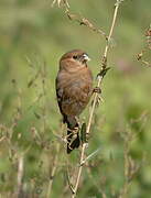 Eurasian Bullfinch