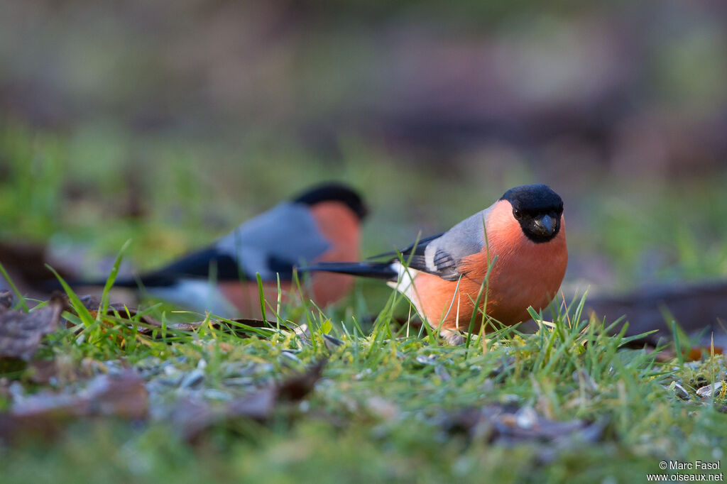 Eurasian Bullfinch