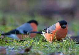 Eurasian Bullfinch