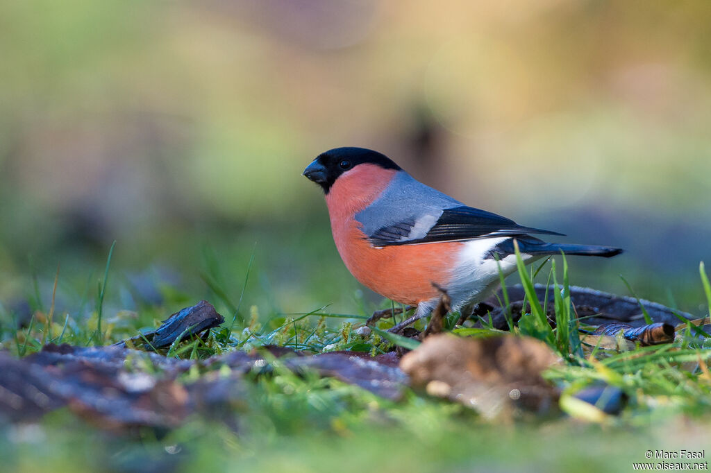 Eurasian Bullfinch male adult, identification