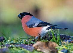 Eurasian Bullfinch