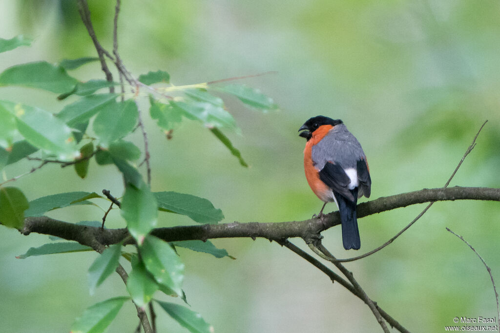 Eurasian Bullfinch male, identification, song