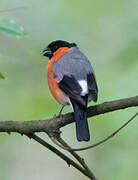 Eurasian Bullfinch