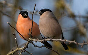 Eurasian Bullfinch