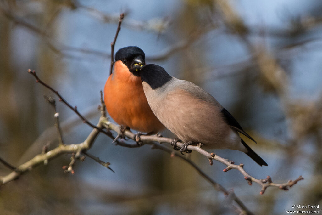 Eurasian Bullfinchadult breeding, courting display