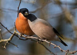 Eurasian Bullfinch