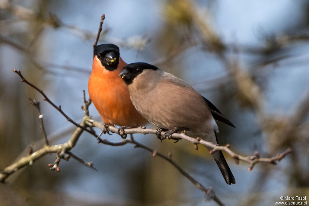 Eurasian Bullfinchadult breeding, courting display