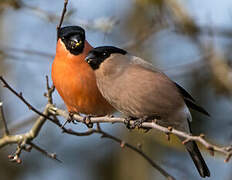 Eurasian Bullfinch