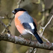 Eurasian Bullfinch