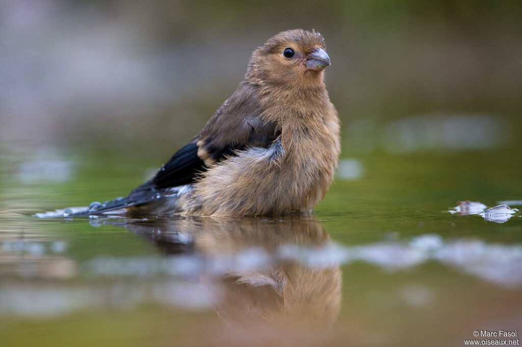 Eurasian Bullfinchjuvenile, care, drinks