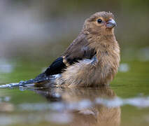 Eurasian Bullfinch